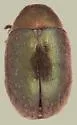 Morychus oblongus - photo 2