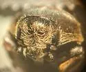 Morychus oblongus - photo 3