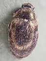 Morychus oblongus - photo 4