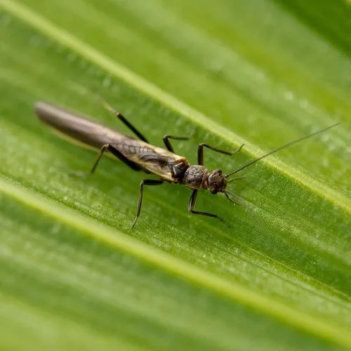 Hairy Needlefly
