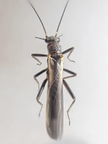 Moselia zonata 0