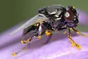 Mosillus bidentatus