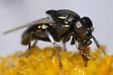 Mosillus bidentatus - photo 2