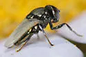 Mosillus bidentatus - photo 3