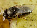 Mosillus bidentatus - photo 4