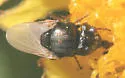 Mosillus tibialis - Mosillus tibialis