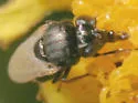 Mosillus tibialis - photo 2