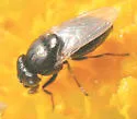 Mosillus tibialis - photo 3