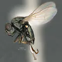 Mosillus tibialis - photo 4