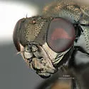 Mosillus tibialis - photo 5