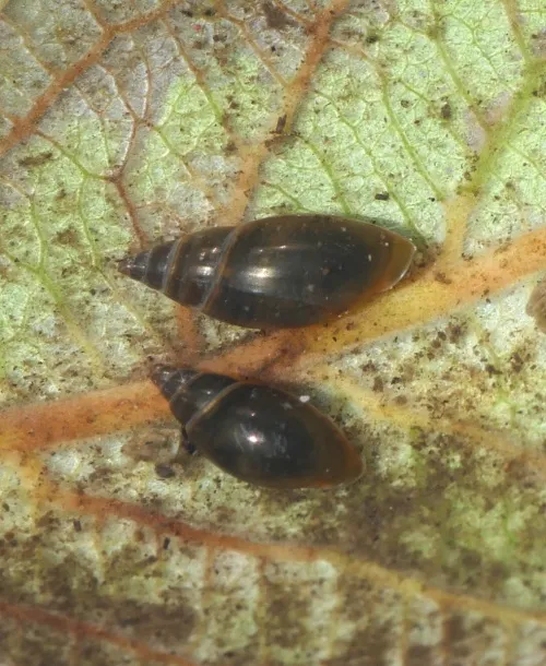 Moss Bladder Snail