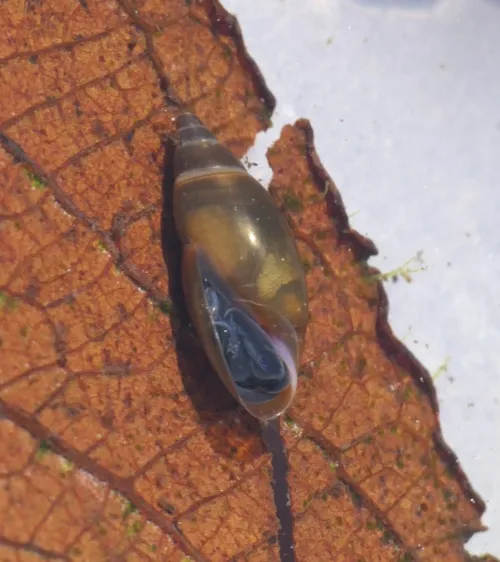 Moss Bladder Snail - photo 2