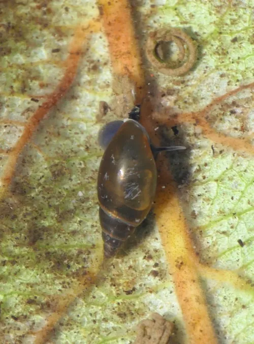 Moss Bladder Snail - photo 3