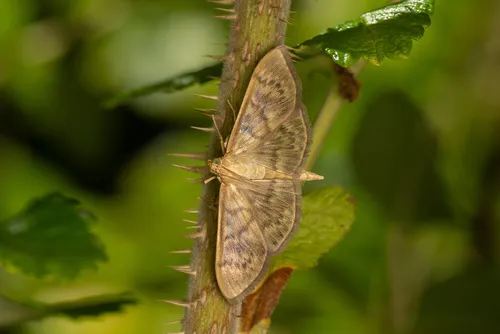 Mother Of Pearl - photo 6