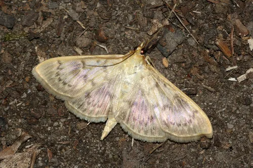 Mother Of Pearl - photo 8