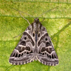 Mother Shipton - photo 2