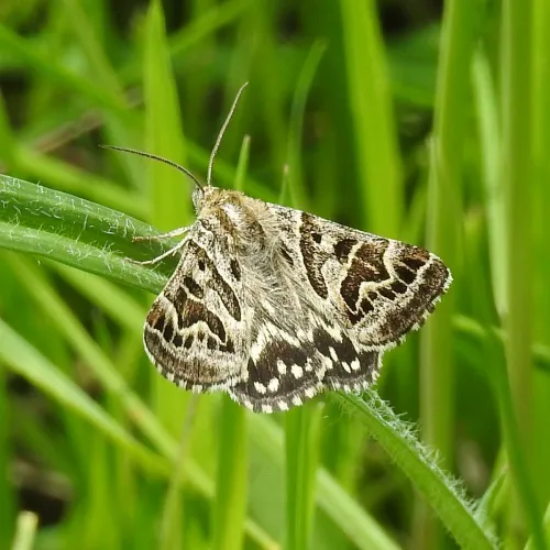 Mother Shipton - photo 3