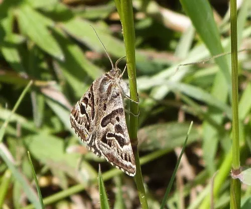 Mother Shipton - photo 4