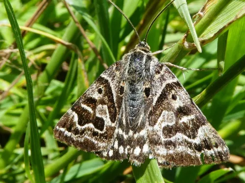Mother Shipton - photo 5