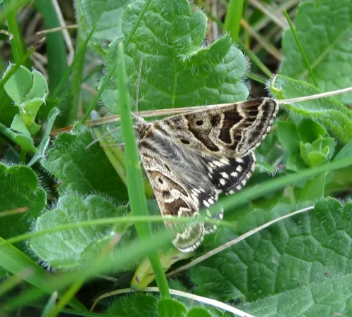 Mother Shipton - photo 7