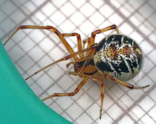 Mothercare Spider