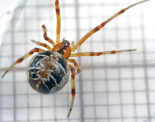 Mothercare Spider - photo 2