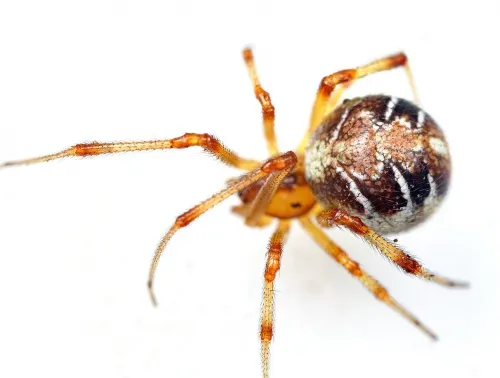 Mothercare Spider - photo 3