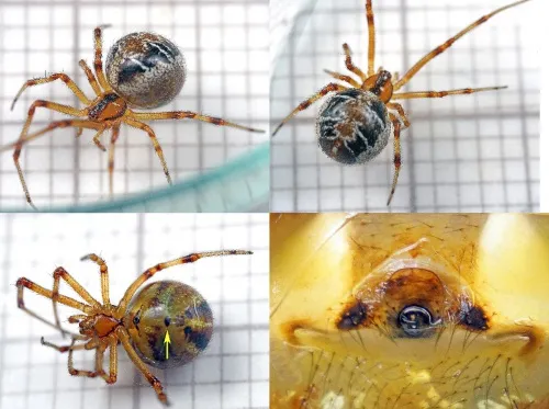 Mothercare Spider - photo 4