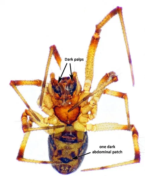 Mothercare Spider - photo 5