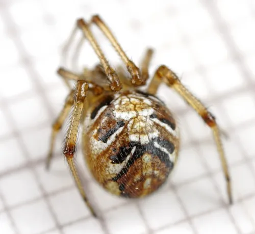 Mothercare Spider - photo 8