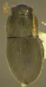 Motschulskium sinuatocolle