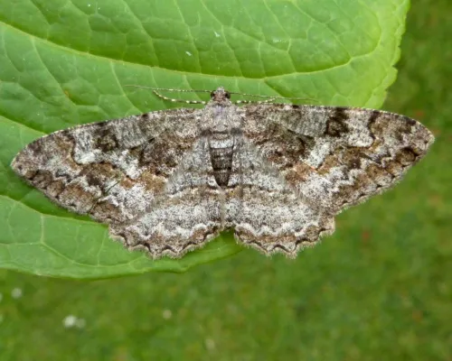 Mottled Beauty