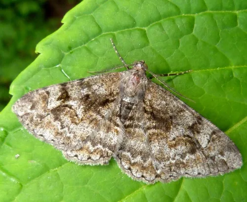 Mottled Beauty - photo 2