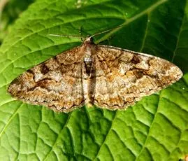 Mottled Beauty - photo 4