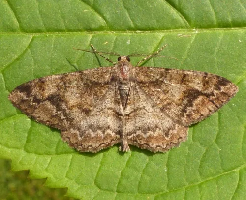 Mottled Beauty - photo 5