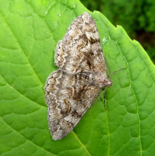 Mottled Beauty - photo 6