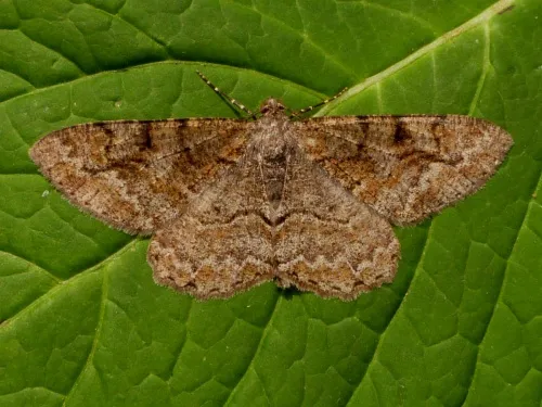 Mottled Beauty - photo 7