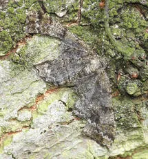 Mottled Beauty - photo 8