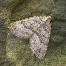 Mottled Grey