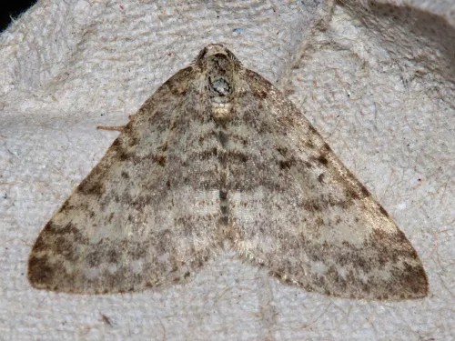 Mottled Grey - photo 2
