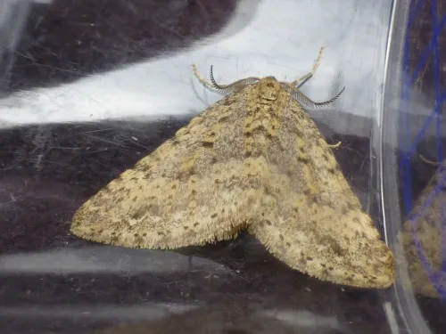 Mottled Grey - photo 3