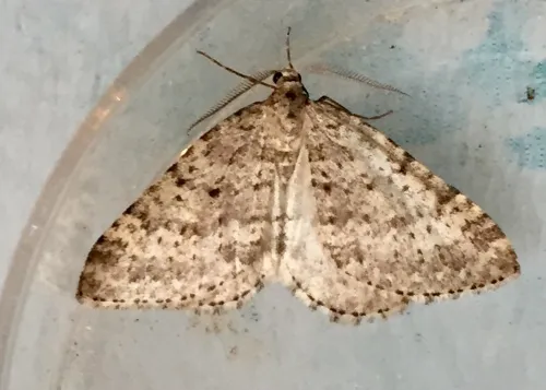 Mottled Grey - photo 4