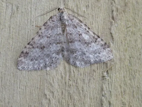 Mottled Grey - photo 5