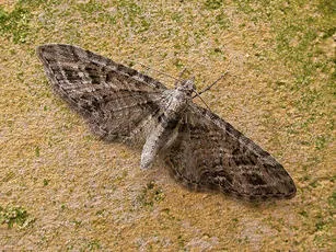 Mottled Pug - Eupithecia exiguata