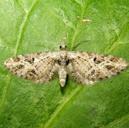 Mottled Pug - photo 2