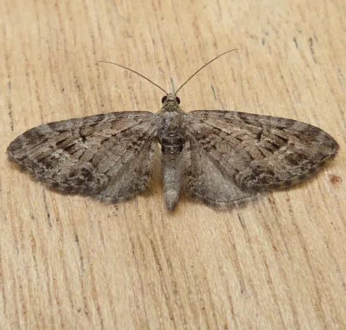 Mottled Pug - photo 3