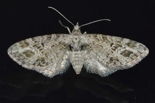 Mottled Pug - photo 4