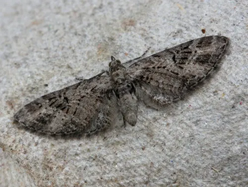 Mottled Pug - photo 5