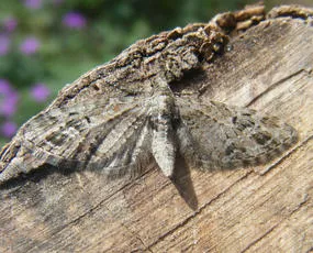 Mottled Pug - photo 6