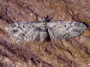 Mottled Pug - photo 7